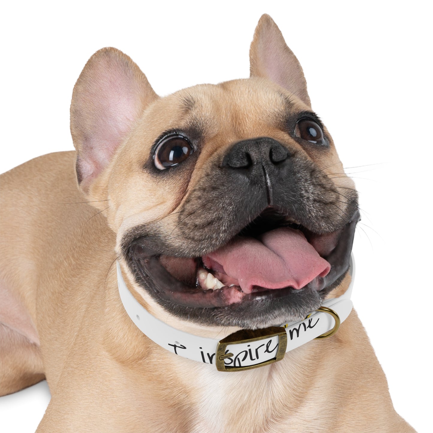'Inspire Me' Crown White Dog Collar — Inspirational Pet Accessory for Small & Medium Dogs